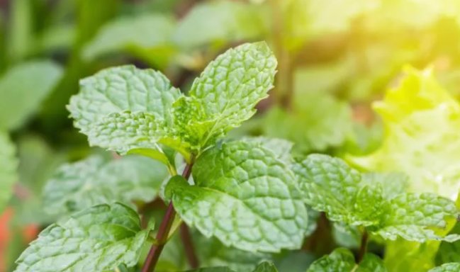 蚂蚁会破坏家具吗