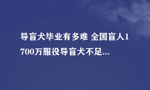 导盲犬毕业有多难 全国盲人1700万服役导盲犬不足200只