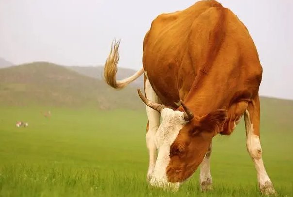 青衣乌帽指什么动物