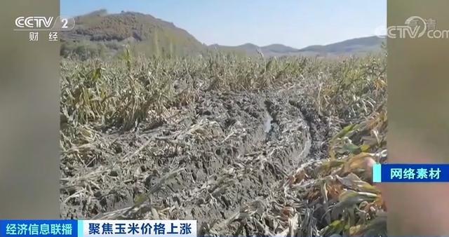 玉米价格每吨涨千元，是受什么情况的影响？