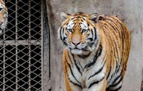 向向向造一个排比句,三年级是什么?