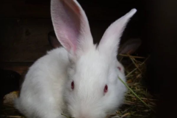 守法奉公打个生肖