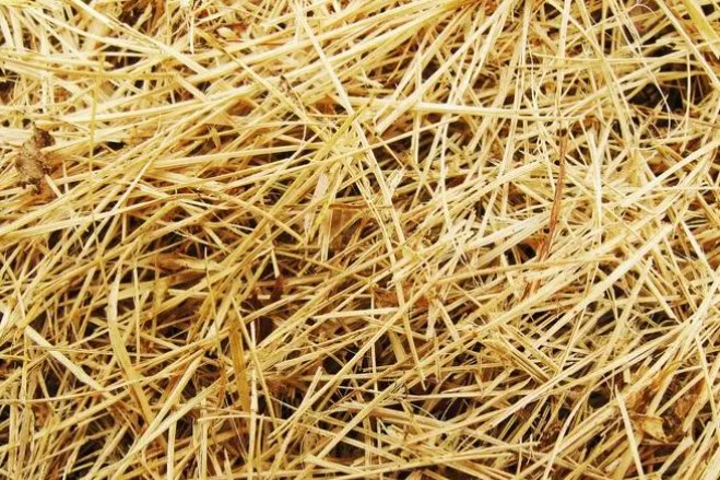 稻草捆秧父抱子竹篮装笋母怀儿的意思