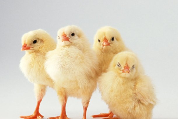 生托死拽打一生肖