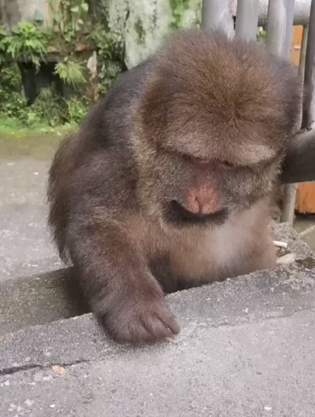 寺庙回应喂独臂猴：它与寺庙有缘，这只独臂猴与寺庙有着怎样的渊源？