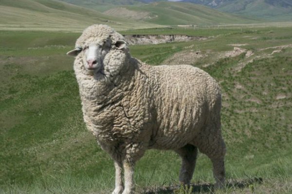 闷声不响打一个生肖