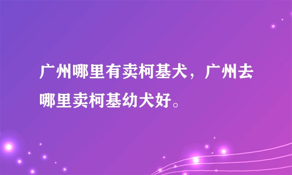 广州哪里有卖柯基犬，广州去哪里卖柯基幼犬好。