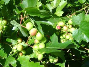 婴奥的形态特征