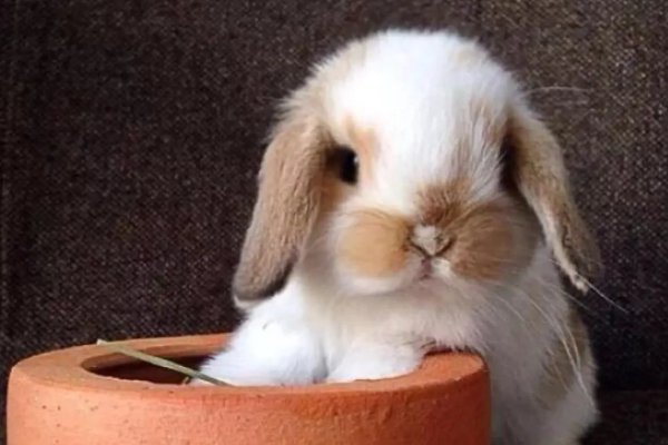 色艺双绝指什么生肖动物