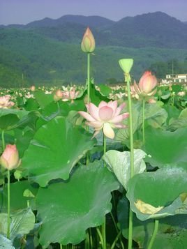 采莲诗赠友看朱成碧的扩展