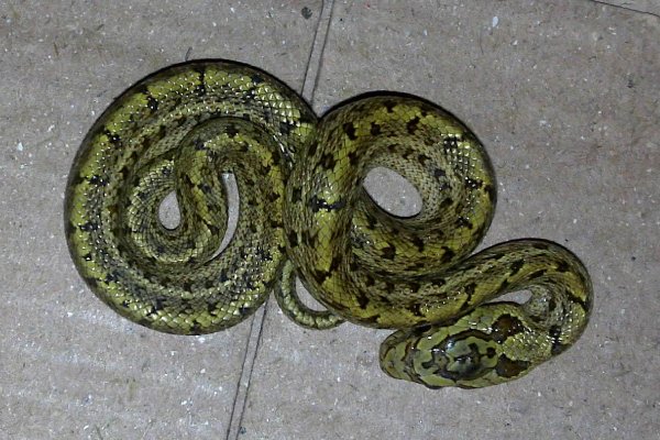 十大最诡异的蛇