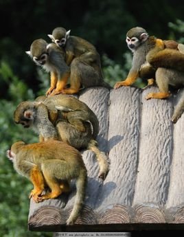 提示：人小鬼大是什么动物