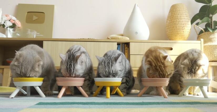 两个人可以同时养一只猫吗?