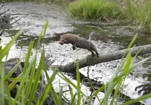 西班牙荷兰捕杀超百万水貂,难道它竟是新冠病毒宿主?