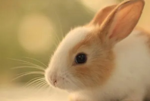 二八佳人是什么生肖?