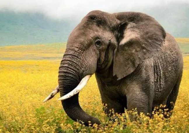 你有什么办法称一称大象