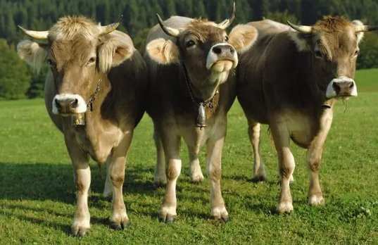 龙血玄黄猜猜是什么生肖