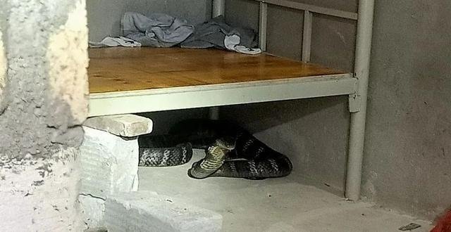 广州一水口发现14斤眼镜王蛇，事件的背后怎样避免家里进蛇？