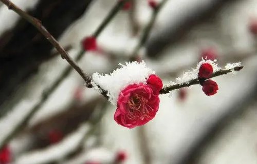 红梅含苞傲冬雪的下联是什么？