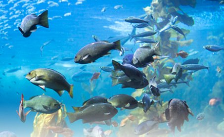 3月26日蚂蚁海洋答案：鱼的耳朵长在哪里？