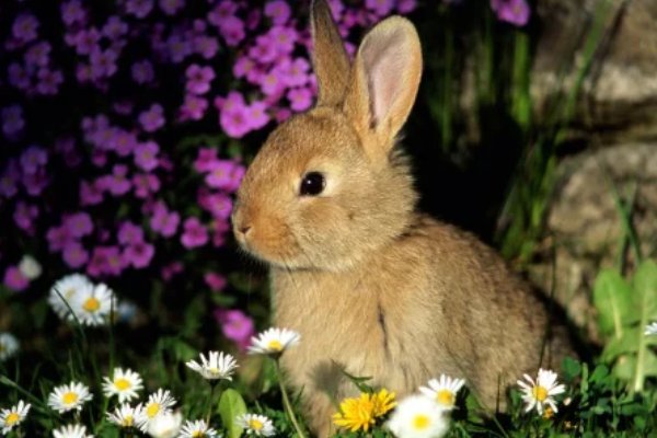 守法奉公打个生肖