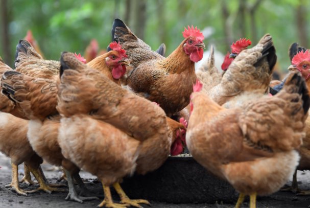 生托死拽打一生肖