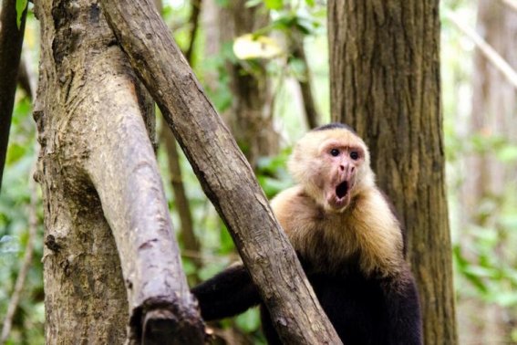 肃墙之祸打一生肖