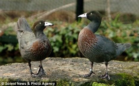 山蓝鸭的生活习性