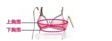 文胸的罩杯如何选择