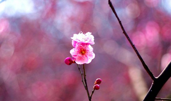 歇后语“一枝独秀”的前边一句是什么？