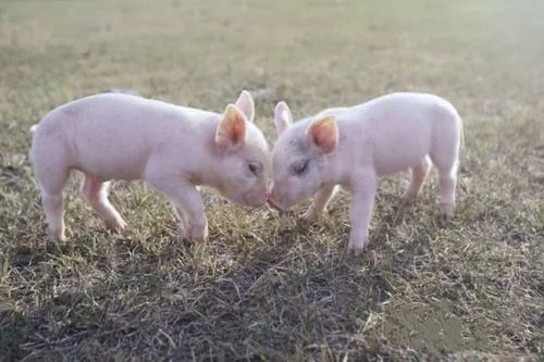 猪肉价进入过度上涨一级预警区间，这将给经济环境和日常生活带来哪些影响？