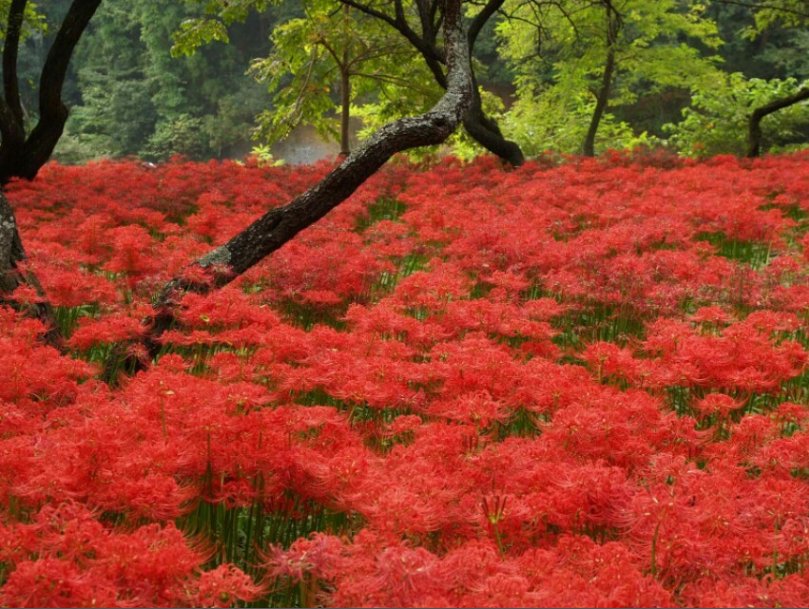 求 彼岸花开,黄泉花落的意思