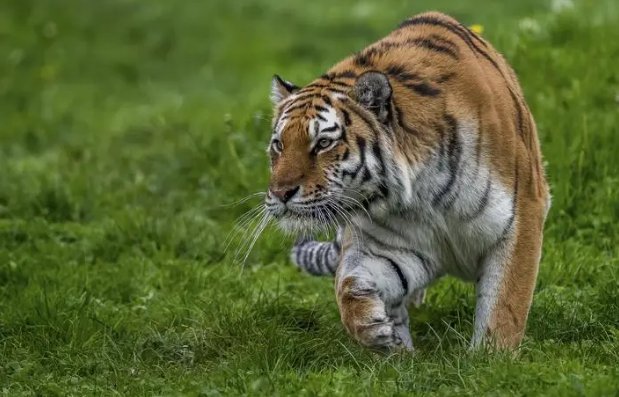 刻鹄不成代表什么生肖