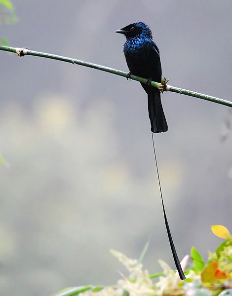 小盘尾的生活习性
