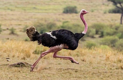 鸵鸟撞进人类街道，狂奔20公里体力透支不幸死亡，鸵鸟的生活习性是什么？