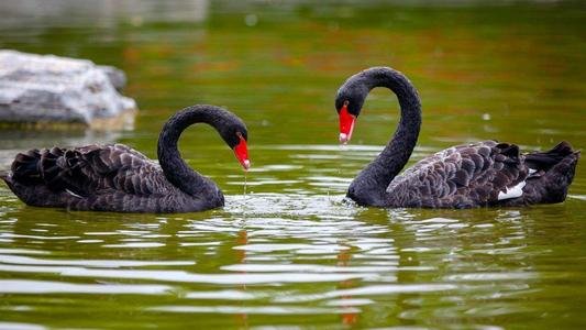 黑天鹅衔食喂锦鲤背后原因揭晓，是什么情况？