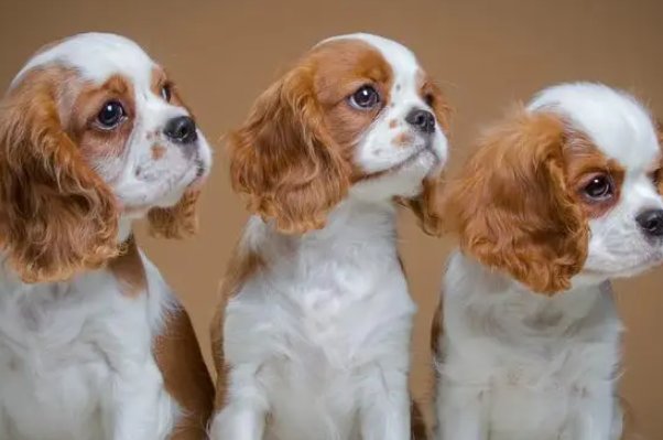 明眸皓齿是哪个生肖