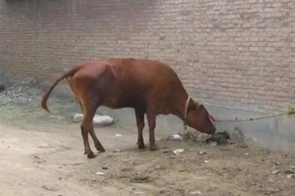 伫候佳音指什么生肖动物