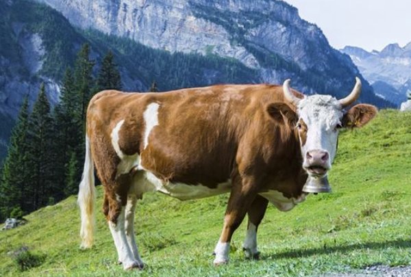 随口乱说指什么生肖动物