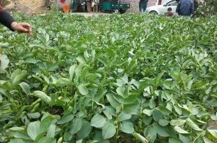 “河北蚕豆之乡”是在哪里？当地有什么特点？