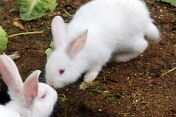 广寒宫中陪伴嫦娥的动物是?