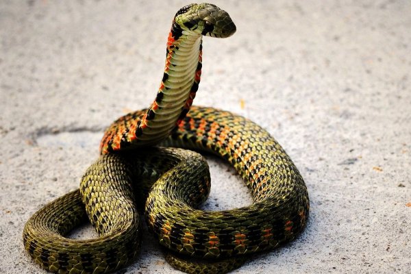 十大最诡异的蛇