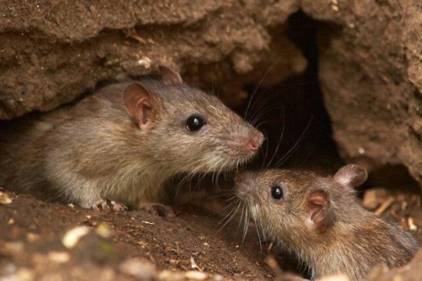 哪个动物东逃西散呀