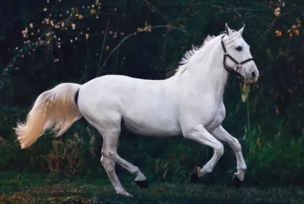 的卢马读音争议