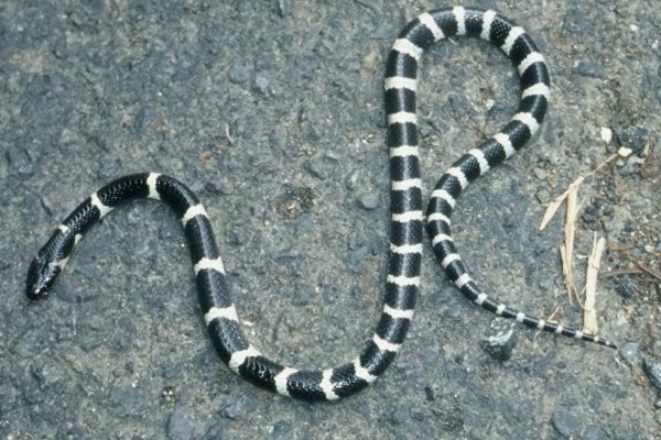 十大最诡异的蛇