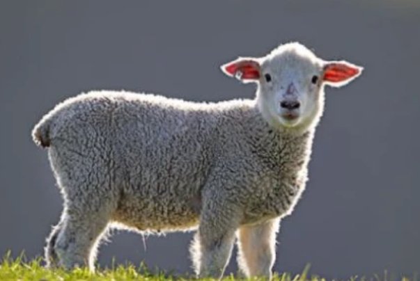 起居无时指什么肖