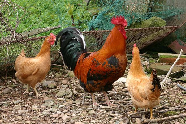 喧嚣一时比喻什么动物