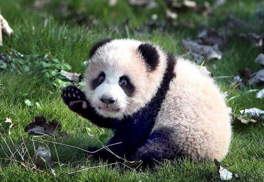 大熊猫真正的名称叫什么