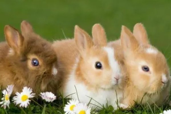 谈吐风雅是什么动物生肖