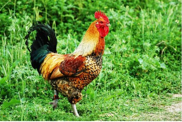 喧嚣一时比喻什么动物